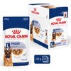 R/C Maxi Dog Adult Wet  Food
