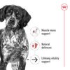 Medium Ageing Dog 10+ 