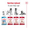 Medium Ageing Dog 10+ 