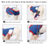 Protective Recovery Dog Body Suit