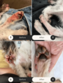 Paw & Body Soak - 100g