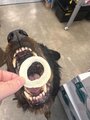 Freeze Dried Squid Rings