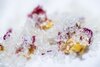 Paw & Body Infused Salt Soak