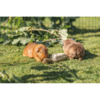 Grass Carrot 
