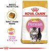 Persian Kitten