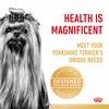 Adult Yorkshire Terrier