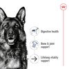 Maxi Ageing Dog 8+