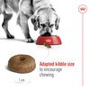 Maxi Ageing Dog 8+