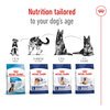 Maxi Ageing Dog 8+