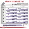Feline Neutered Balance