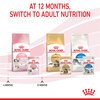 Kitten Dry Food