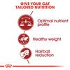 Fit Cat