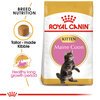 Maine Coon Kitten Food