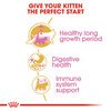 Maine Coon Kitten Food
