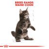 Maine Coon Kitten Food