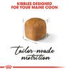 Maine Coon Kitten Food