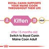 Maine Coon Kitten Food