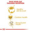 Ragdoll Cat Food