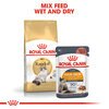 Ragdoll Cat Food