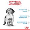 Medium Puppy Food