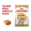 Adult Poodle