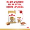 Adult Poodle Wet Dog Food
