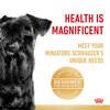 Miniature Schnauzer