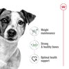 Mini Adult Dog