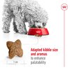 Mini Adult Dog