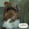 Peanut Butter Antler - Medium