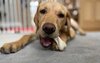 Peanut Butter Dual-Sided Bone - Small 