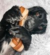 Veggie Knotted Bone - Large  