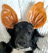 Veggie Pig Ear