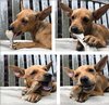 Variety Box - Small Dog