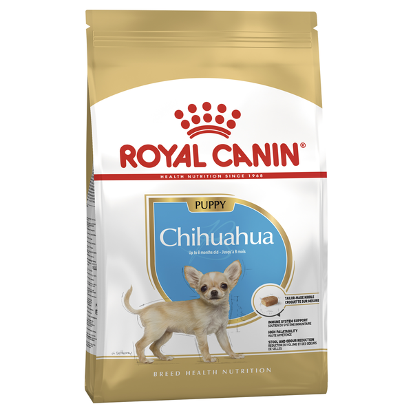 Chihuahua Puppy
