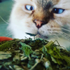 NZ Grown Catnip - Herbal Cat Happiness