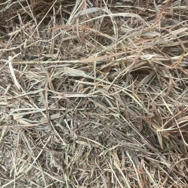 Premium Timothy Hay - Compressed