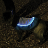 Night-Bright LED Jacket