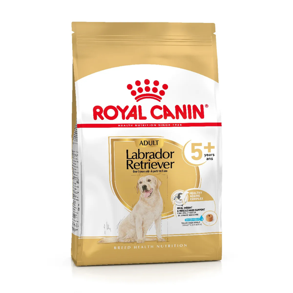 Labrador 5+ 