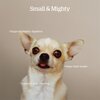 NOW FRESH Good Gravy Salmon Recipe - Small Breed Adult  Dog 