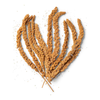 Millet Sprays 25pk
