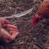 Dried Mealworms
