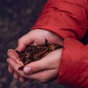 Dried Mealworms