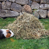 Lucerne Hay - 1.5kg