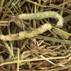Timothy Hay - 1.5kg