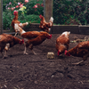 Poultry Pecker