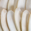 Premium Cuttlefish - Single