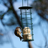 Truffle Feeder