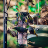 Wild Bird Energy Logs - Peanut