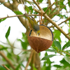 Wild Bird Coconut Feeder - Peanut